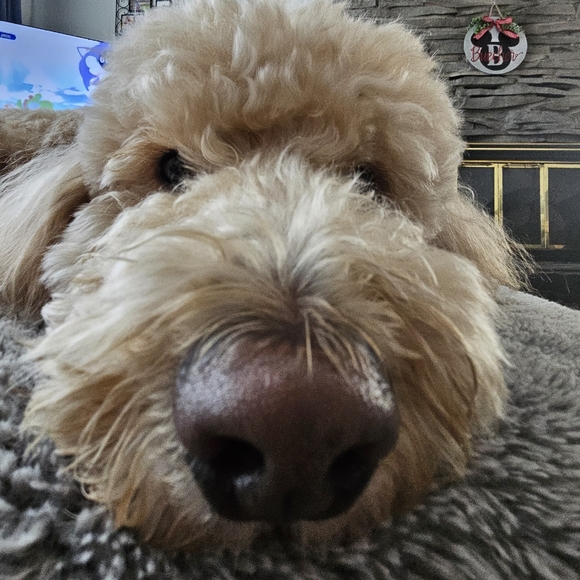 Meet your Posher, Kendall - Picture 2 of 6